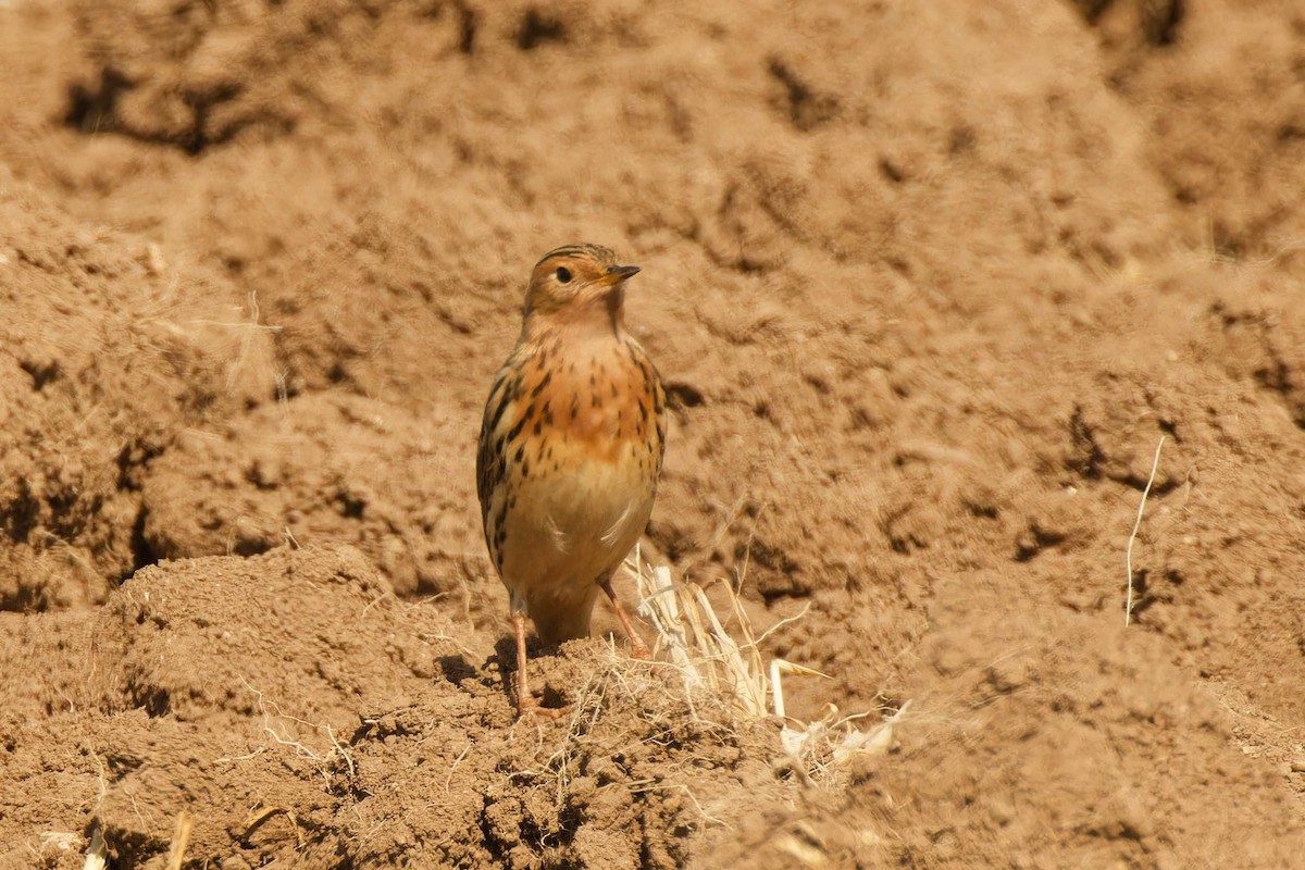 Red-throated Pipit - Matthew Mellor
