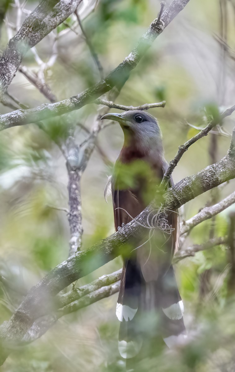 Bay-breasted Cuckoo - ML617893901