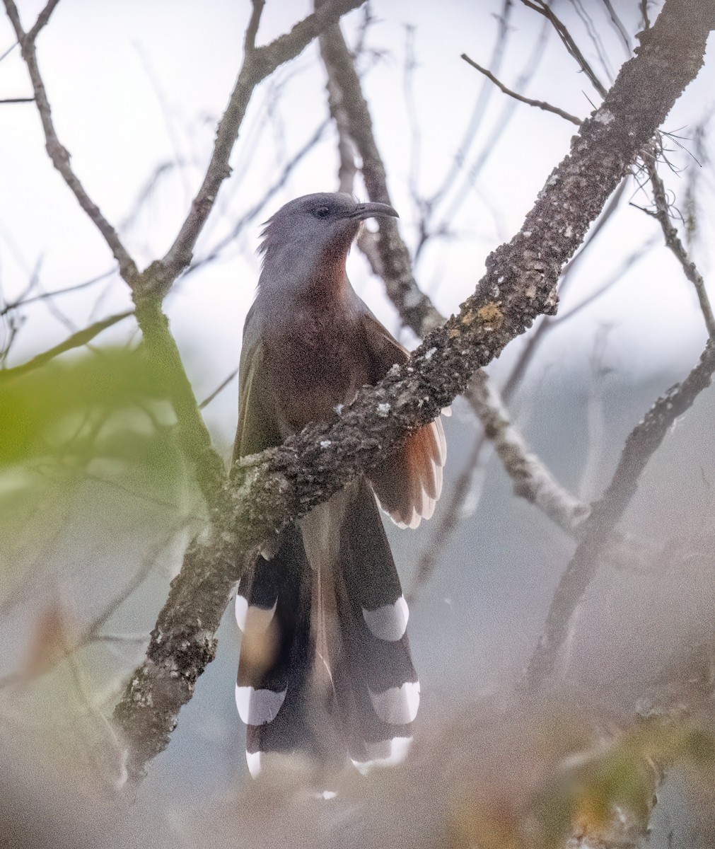 Bay-breasted Cuckoo - ML617893914
