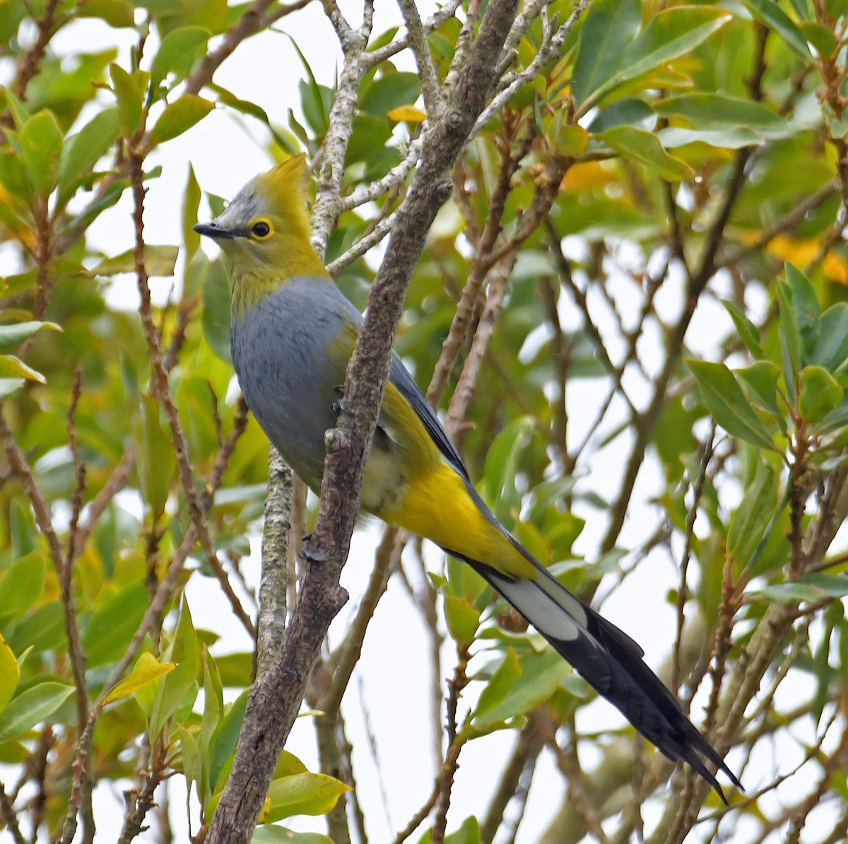 Long-tailed Silky-flycatcher - Connie Galey