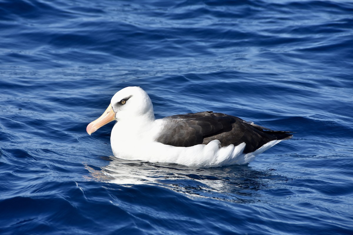 Black-browed Albatross (Campbell) - ML617893928