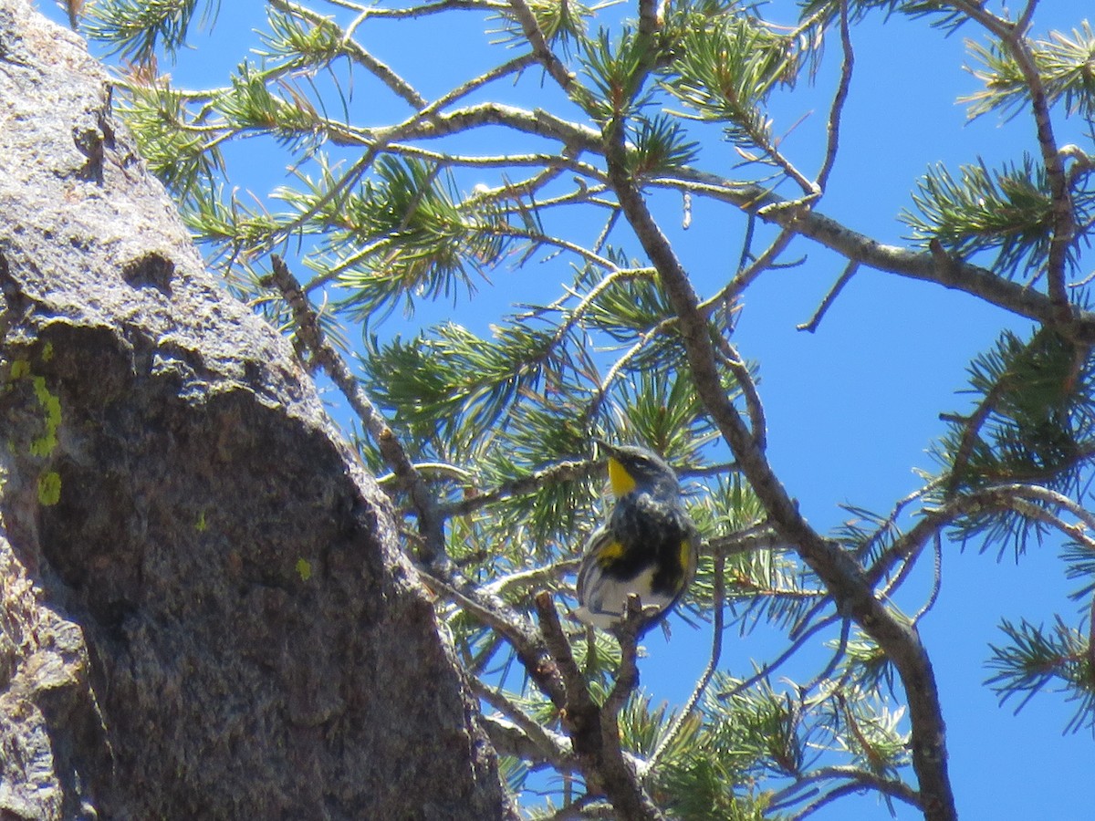 Yellow-rumped Warbler (Audubon's) - ML617894012