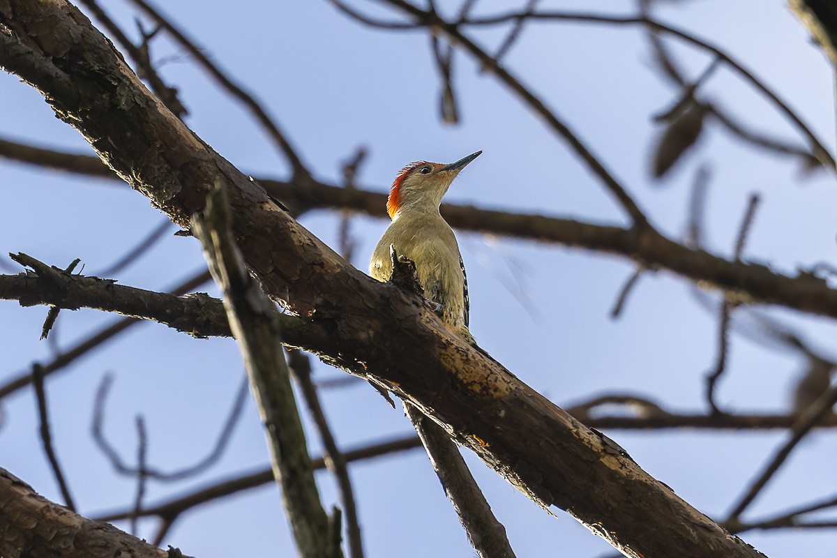 Red-bellied Woodpecker - ML617894022