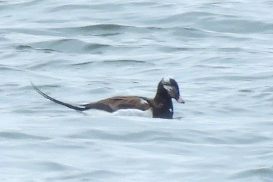 Long-tailed Duck - ML617894031