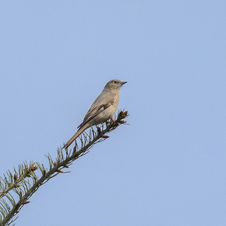 Townsend's Solitaire - ML617894046