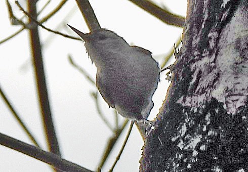 White-breasted Nuthatch - Renee Lubert