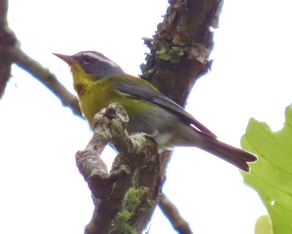 Crescent-chested Warbler - ML617894122