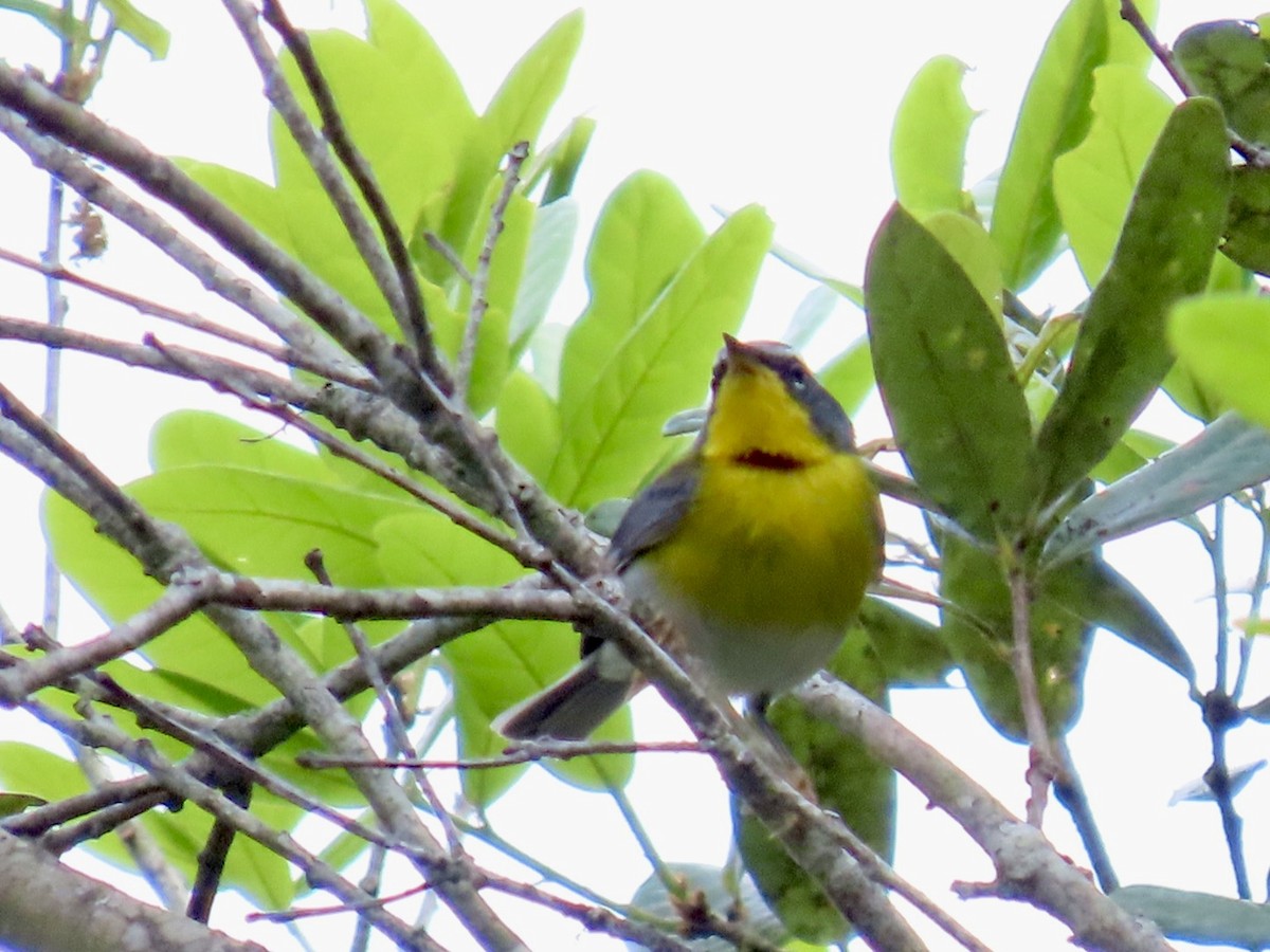 Crescent-chested Warbler - ML617894124