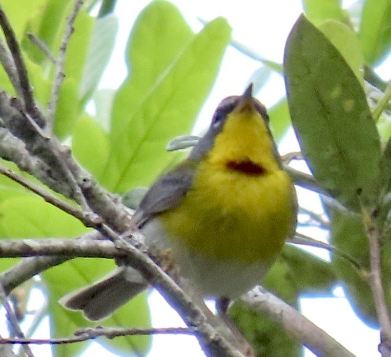 Crescent-chested Warbler - ML617894125