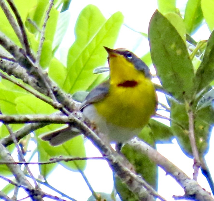 Crescent-chested Warbler - ML617894126