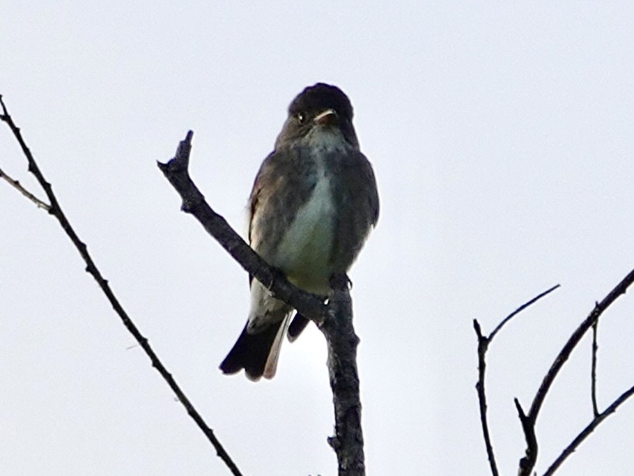 Olive-sided Flycatcher - Brian Daniels