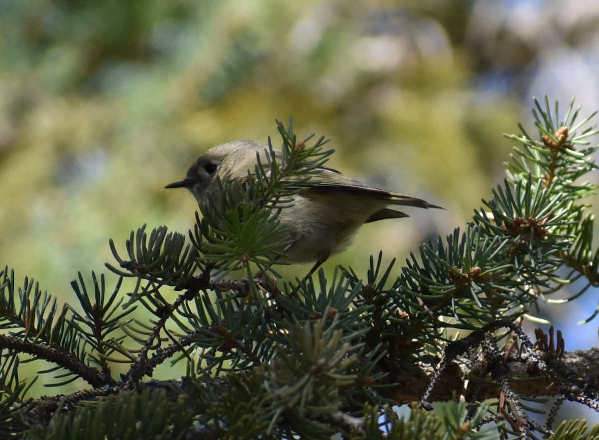 Ruby-crowned Kinglet - Deb Muzzy