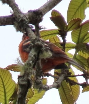 Flame-colored Tanager - Carlos Sanguinetti