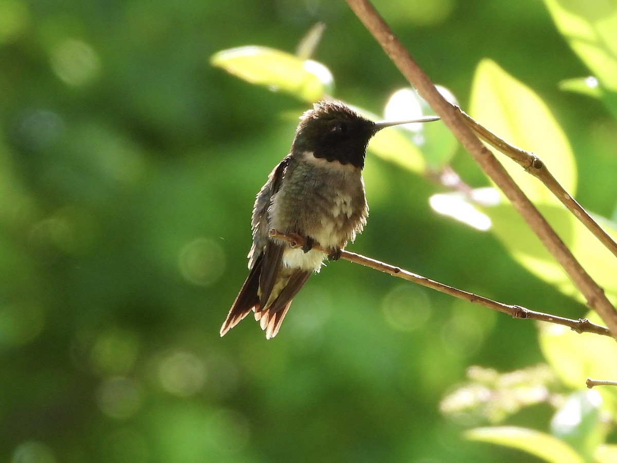 Ruby-throated Hummingbird - Karen & Tom Beatty