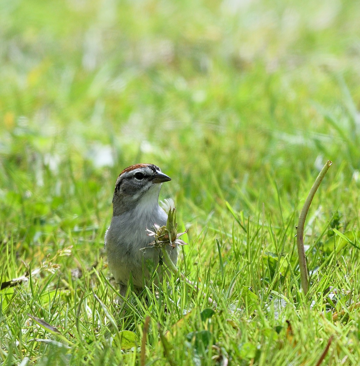 Chipping Sparrow - ML617894354
