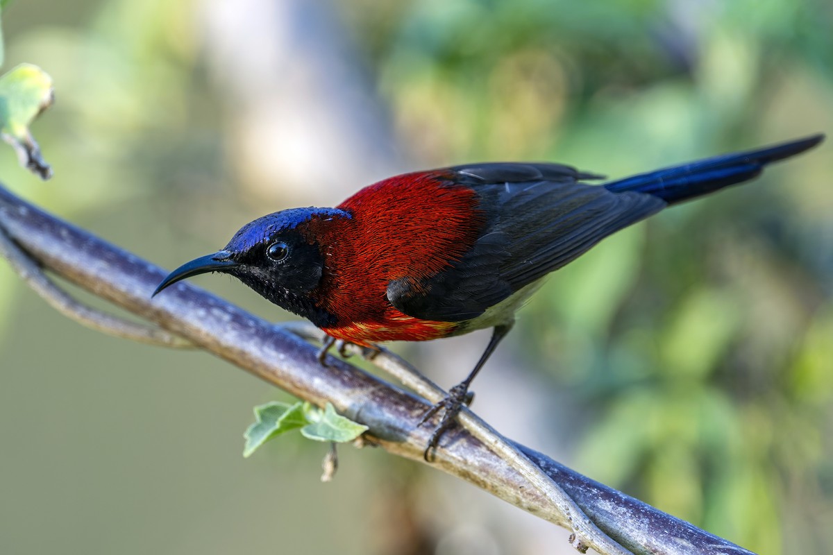 Black-throated Sunbird (Dalat) - ML617894368