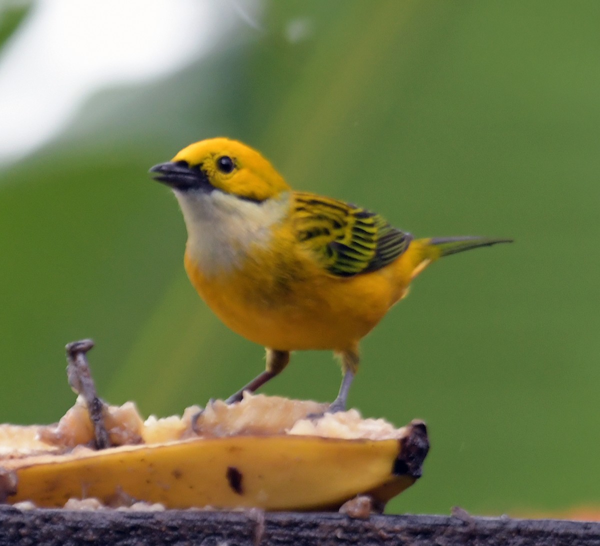 Silver-throated Tanager - ML617894378