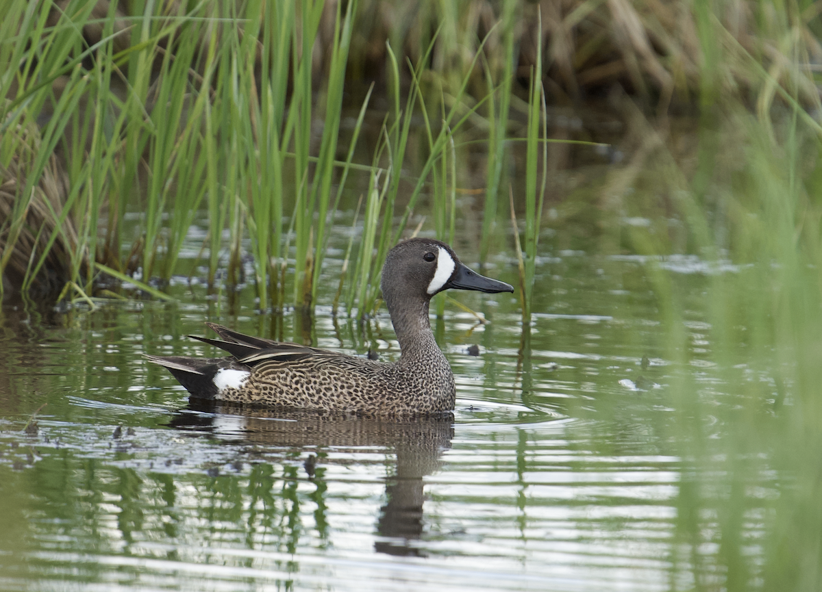 Blue-winged Teal - ML617894386