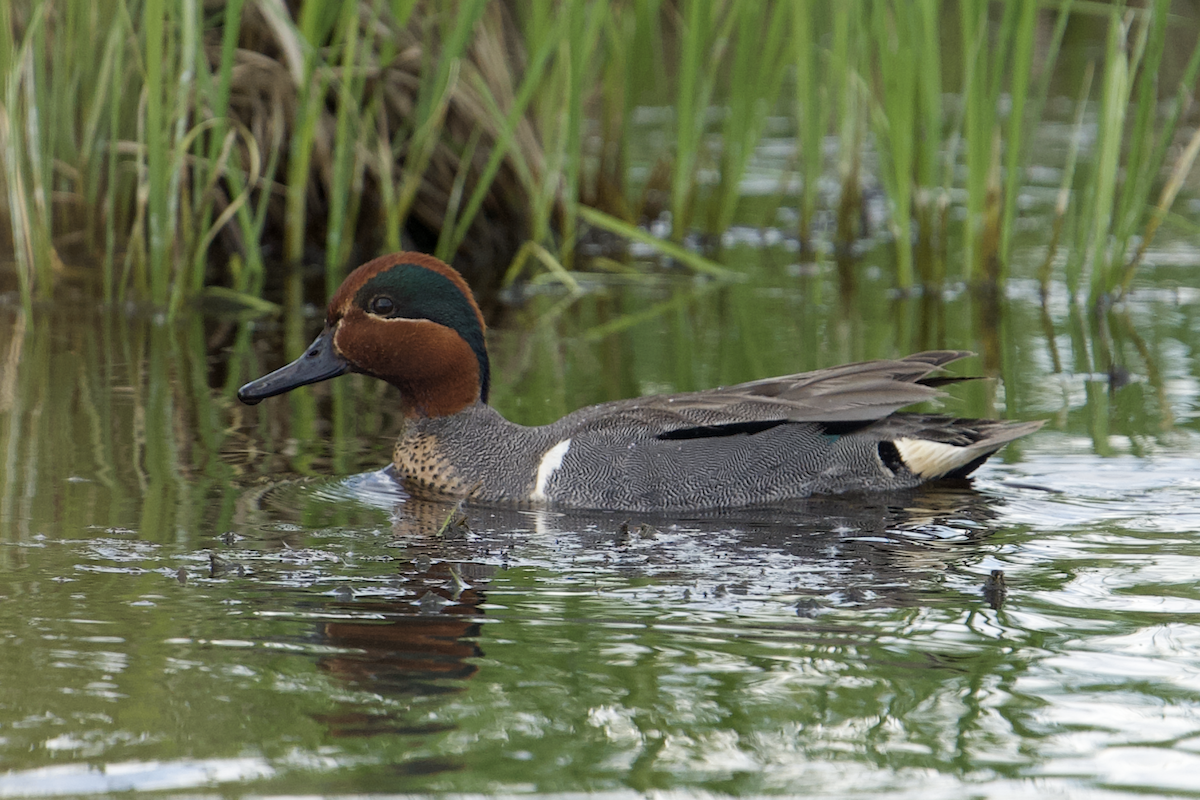 Green-winged Teal - Ken Wright