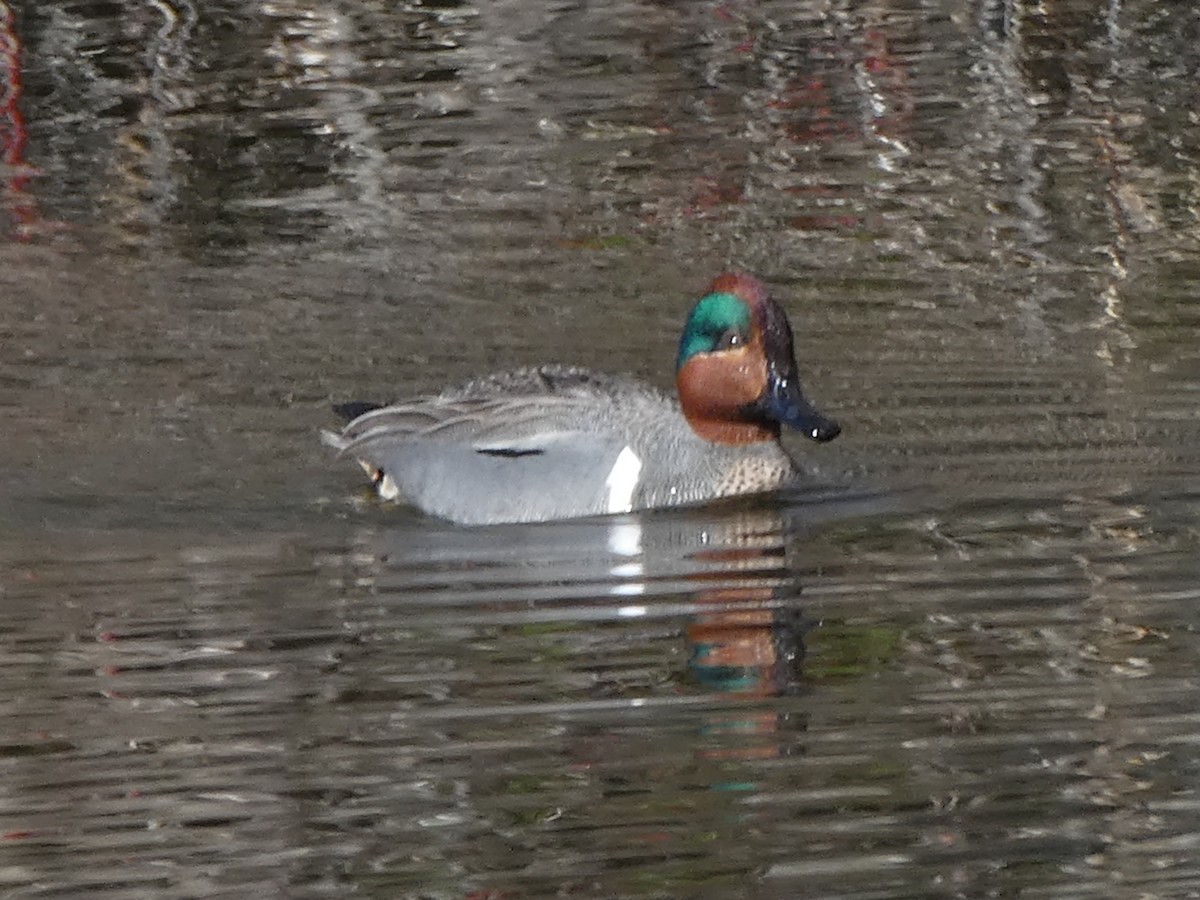 Green-winged Teal - ML617894440