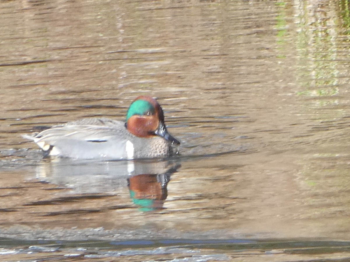 Green-winged Teal - ML617894441