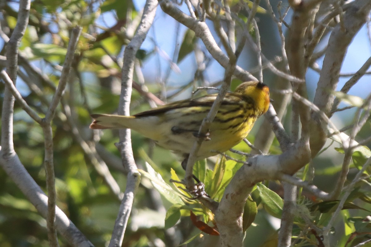 Cape May Warbler - ML617894453