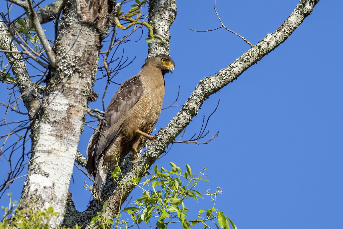 Crested Serpent-Eagle - ML617894490