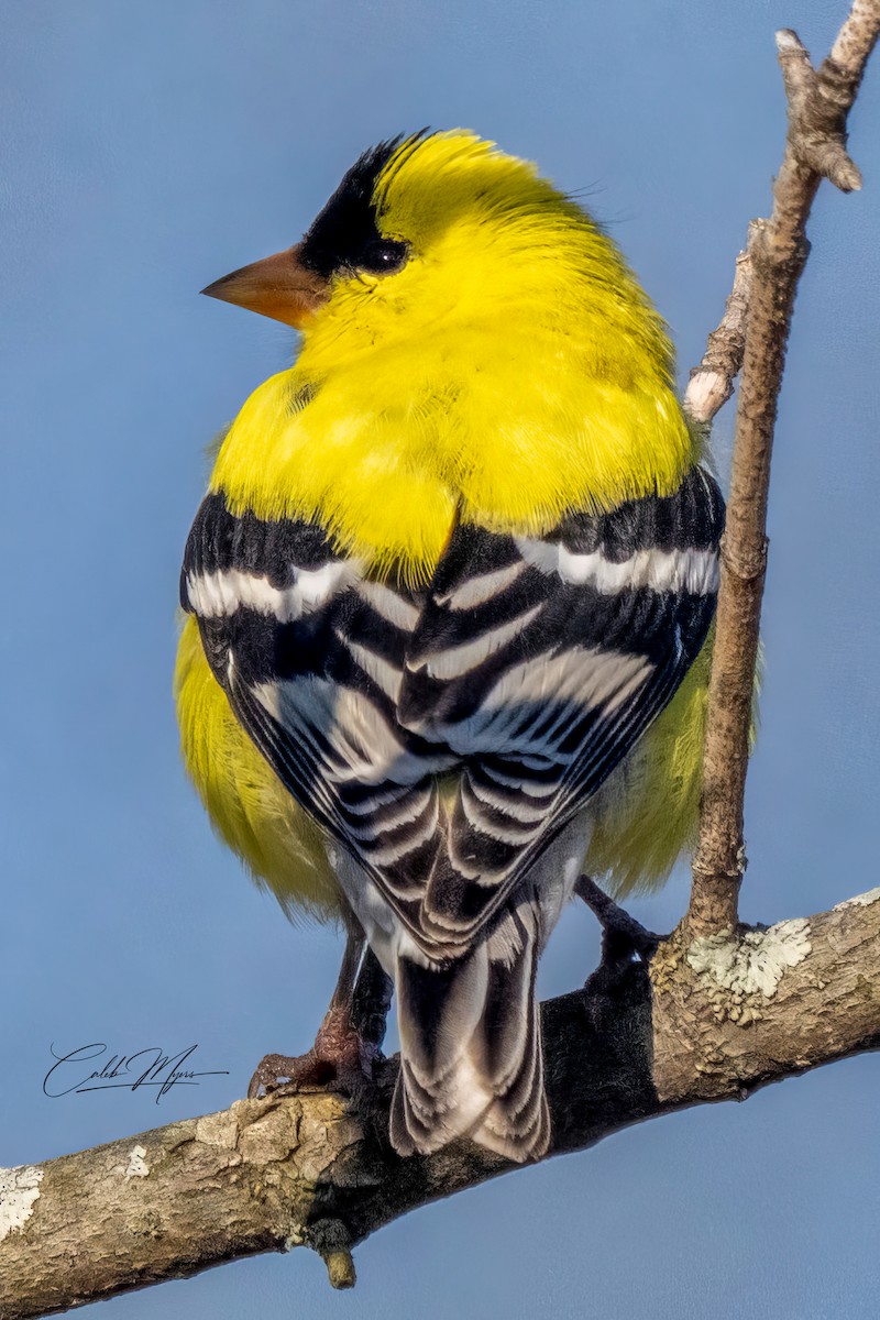 American Goldfinch - Caleb Myers