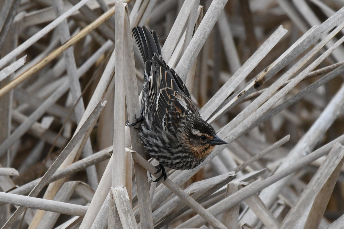 Red-winged Blackbird (Red-winged) - ML617894537