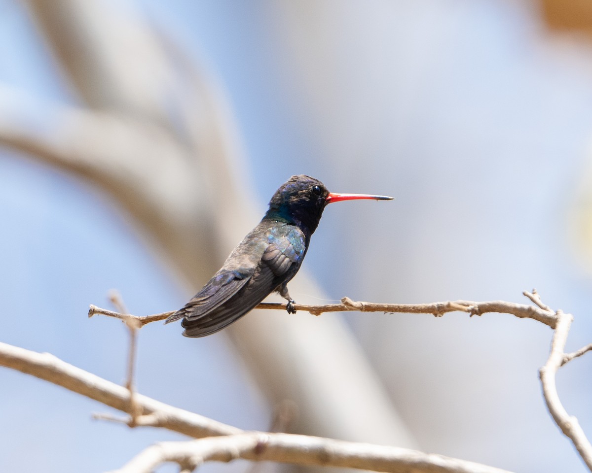 Turquoise-crowned Hummingbird - ML617894612