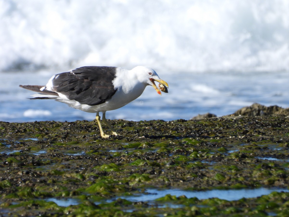 Kelp Gull - Más Aves