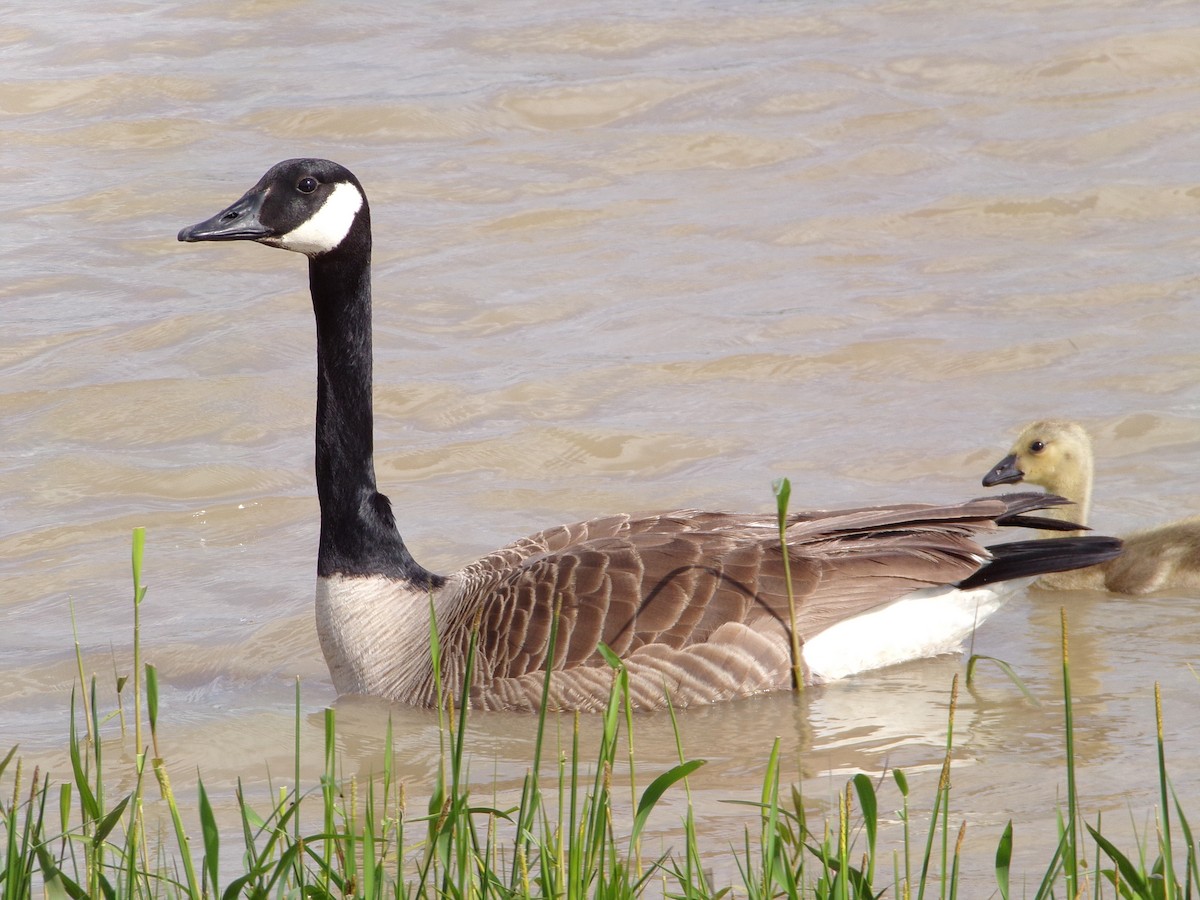 Canada Goose - Texas Bird Family