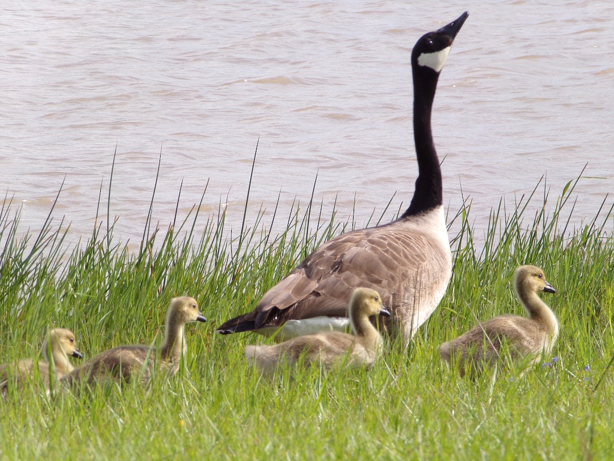 Canada Goose - Texas Bird Family