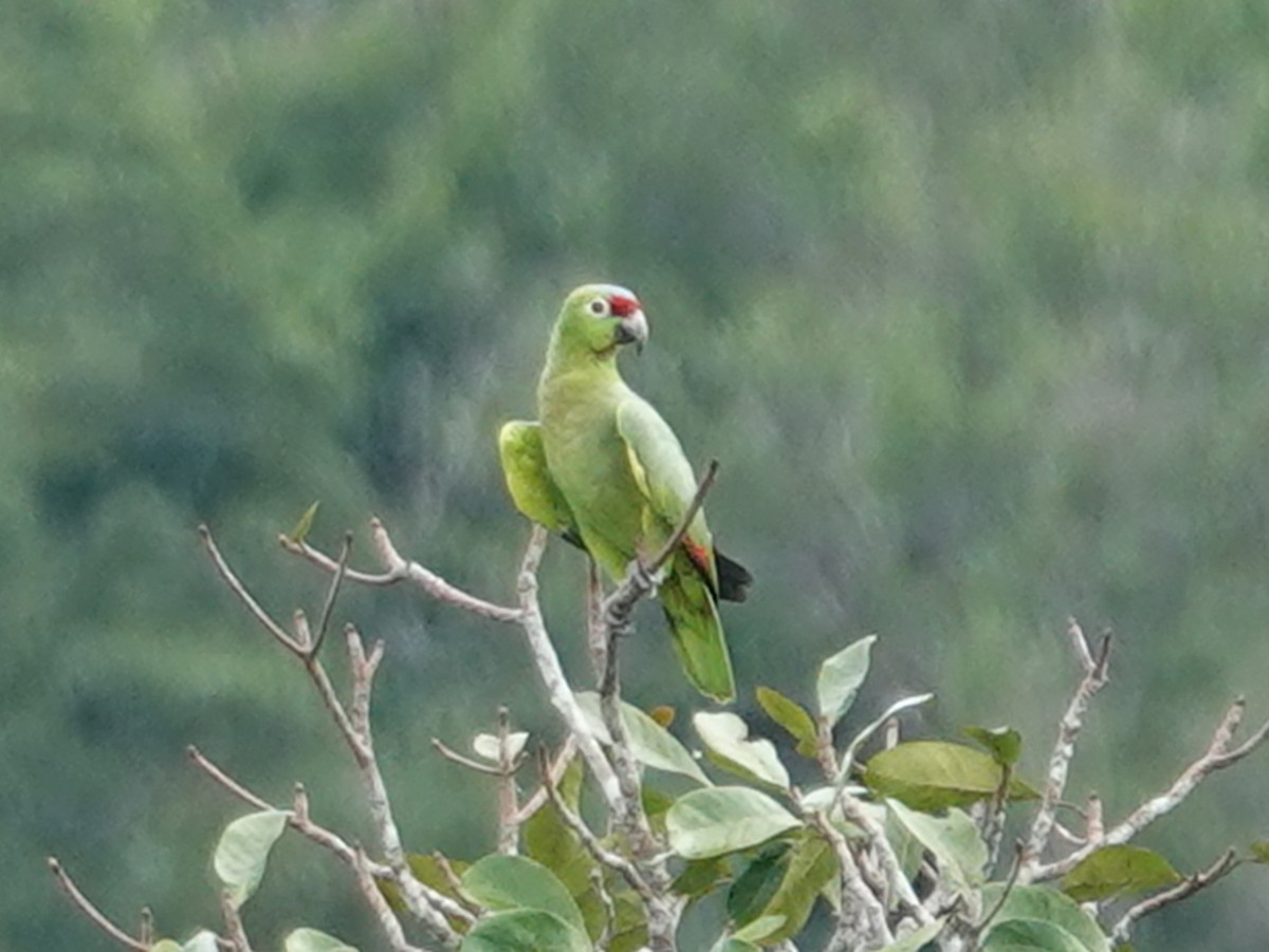 Red-lored Parrot (Diademed) - ML617894713