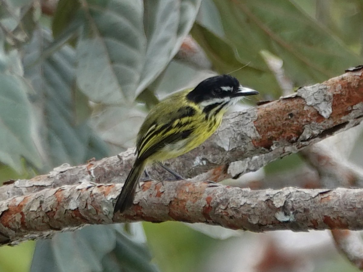 Painted Tody-Flycatcher - ML617894781