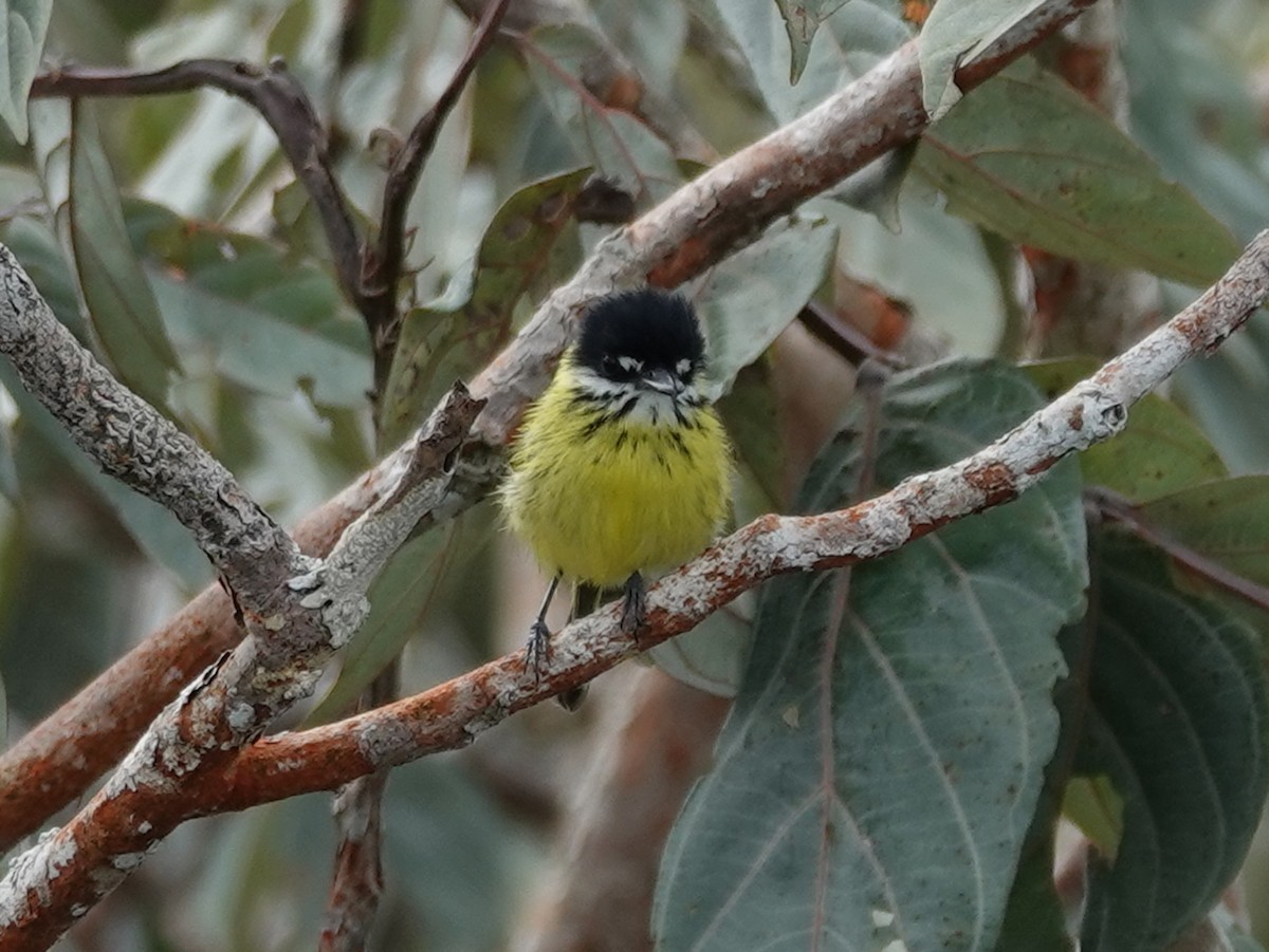 Painted Tody-Flycatcher - Barry Reed