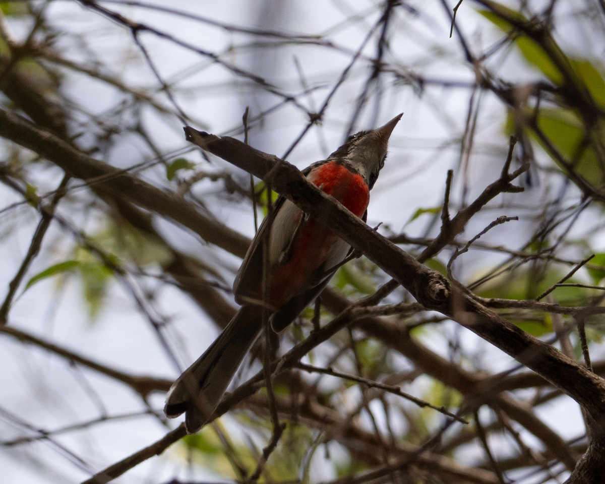 Red-breasted Chat - ML617894788
