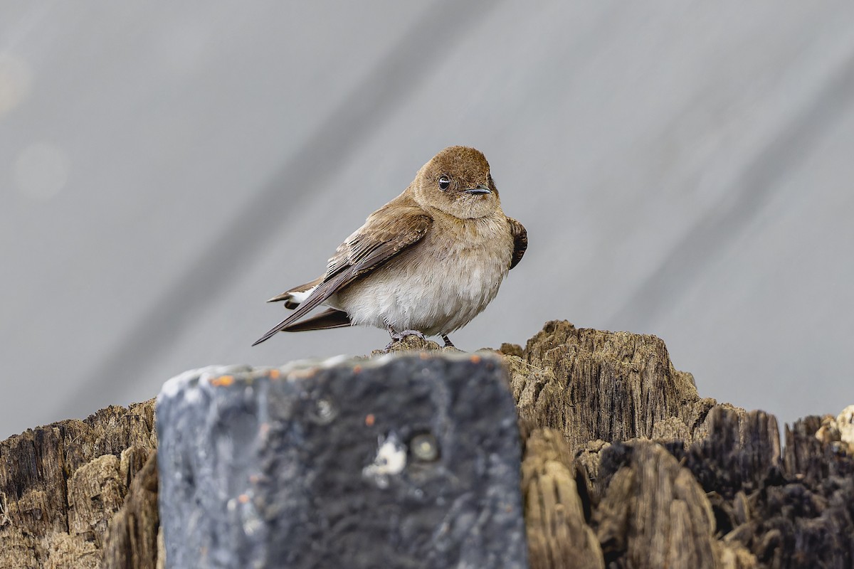 Northern Rough-winged Swallow - ML617894789