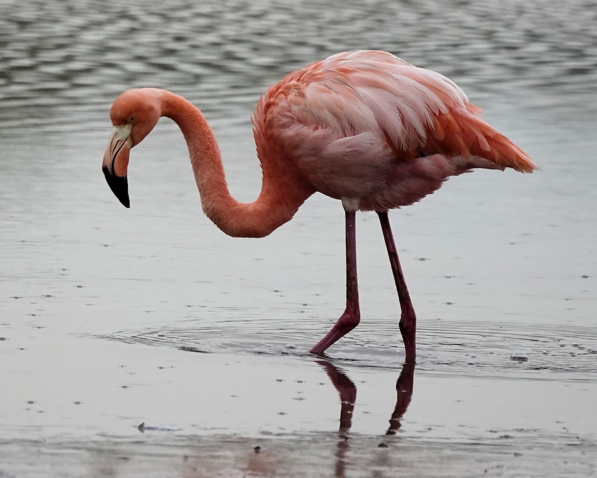 American Flamingo - Marie Ostrander