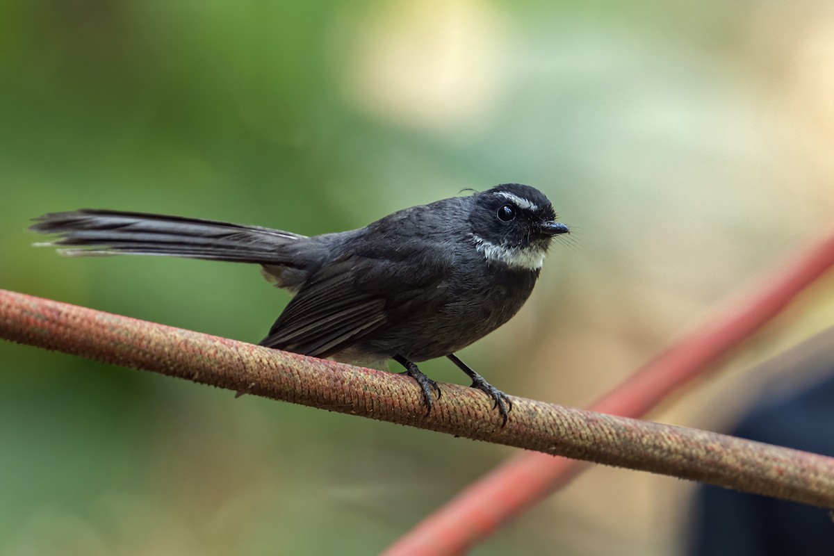 White-throated Fantail - ML617894973