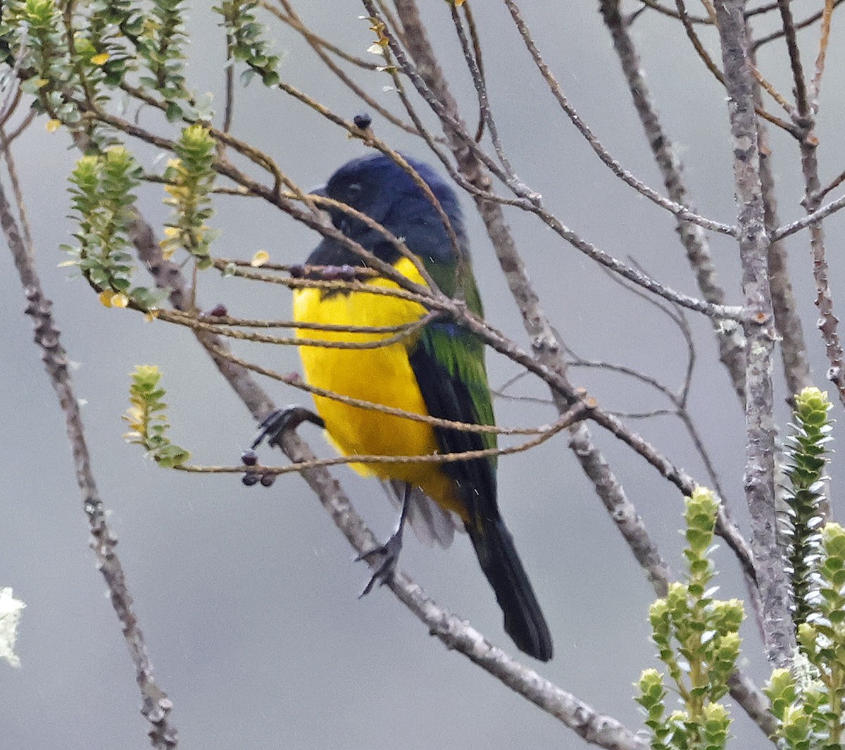 Black-chested Mountain Tanager - ML617895026
