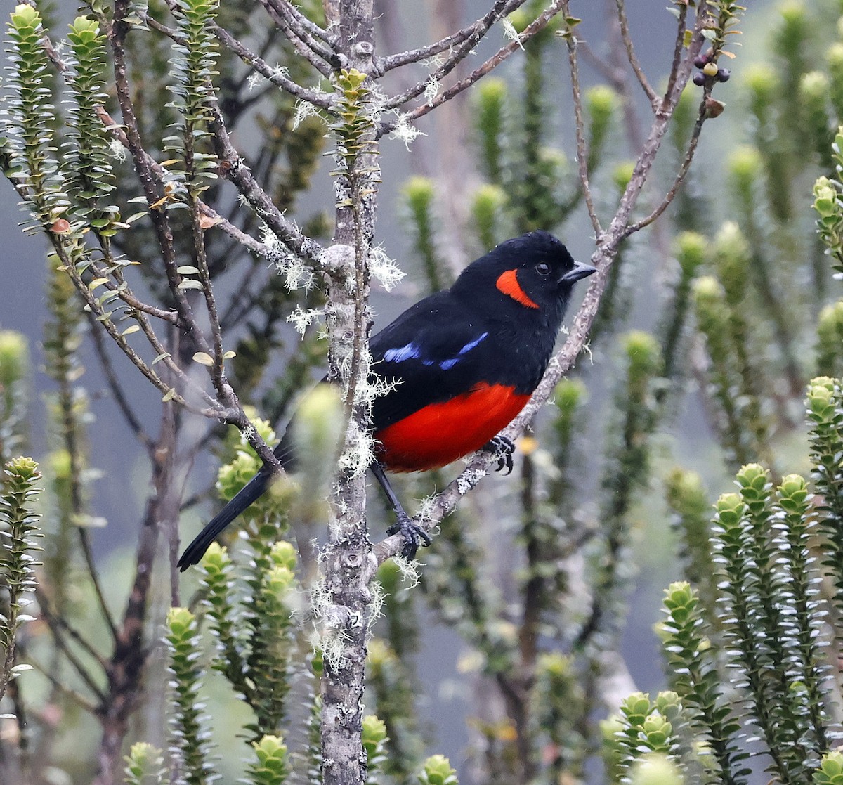 Scarlet-bellied Mountain Tanager - ML617895043