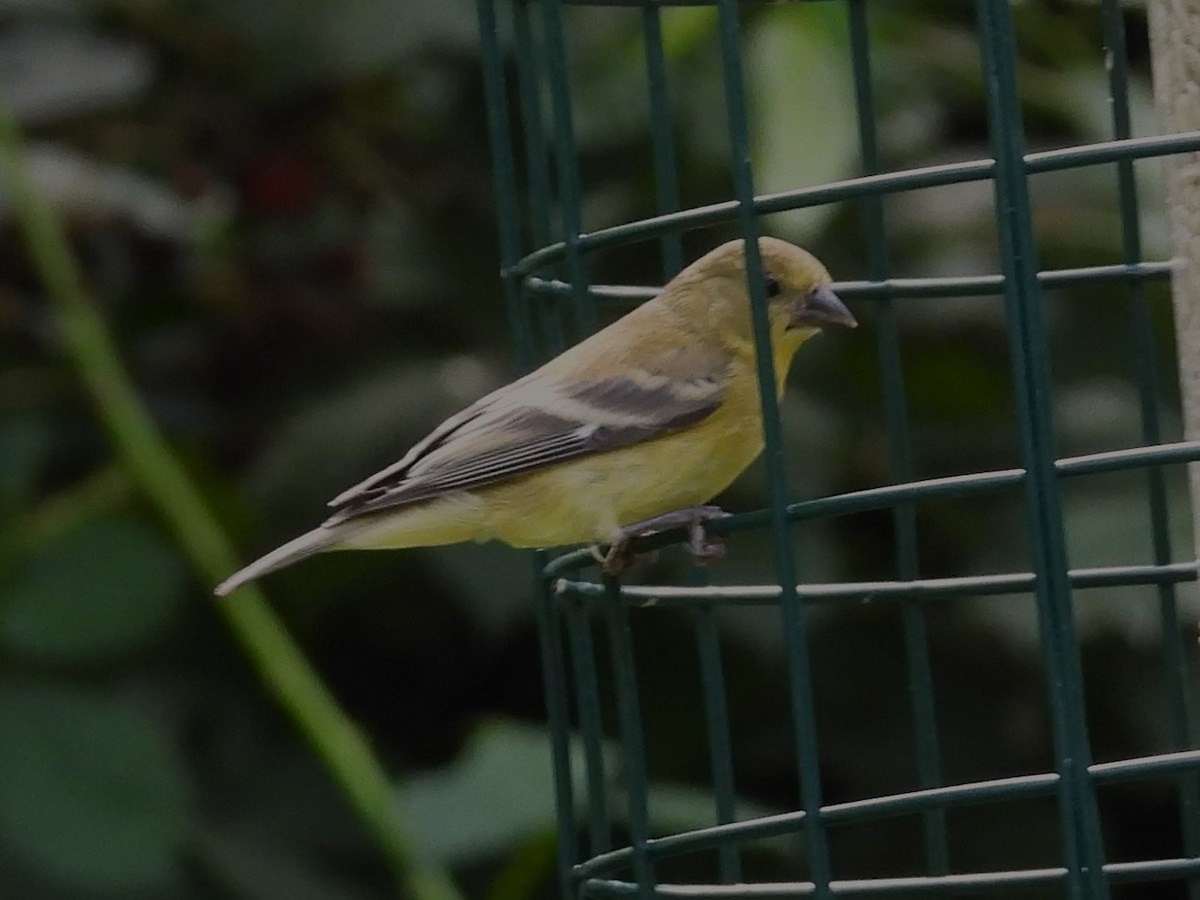 Lesser Goldfinch - Nick Komar