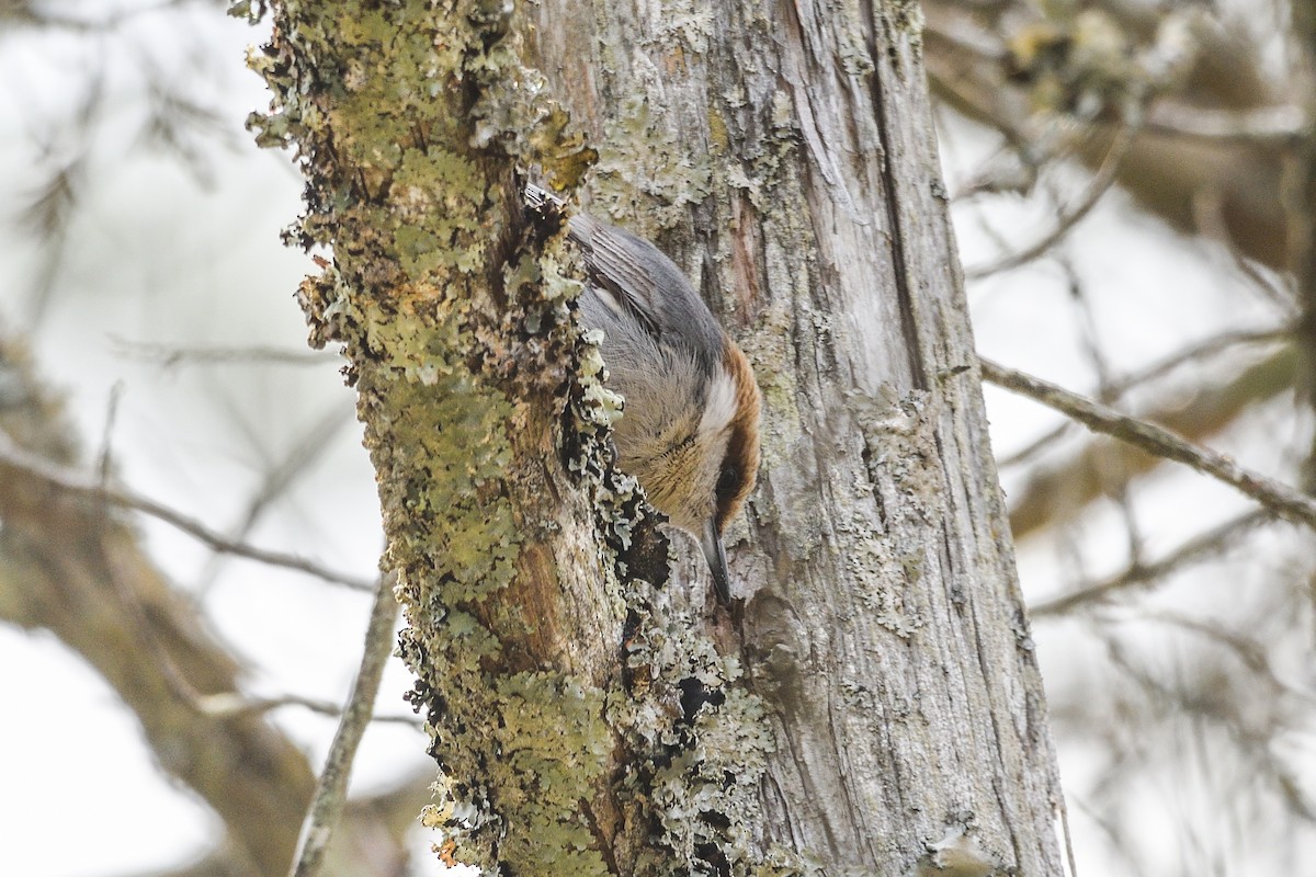 Brown-headed Nuthatch - ML617895100