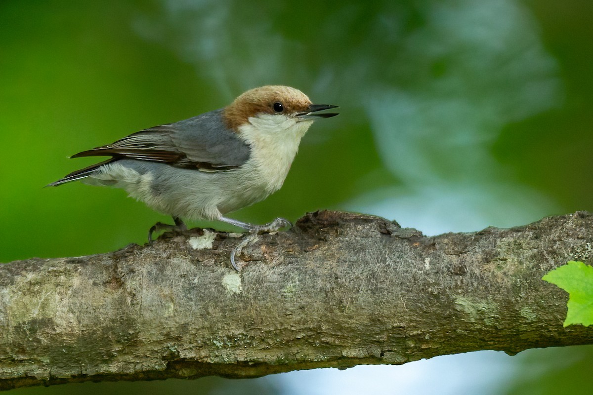 Brown-headed Nuthatch - ML617895103