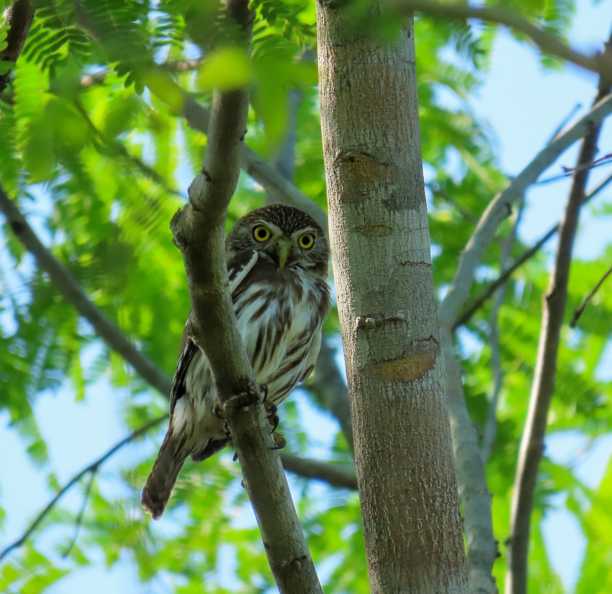 Ferruginous Pygmy-Owl (Ferruginous) - ML617895115