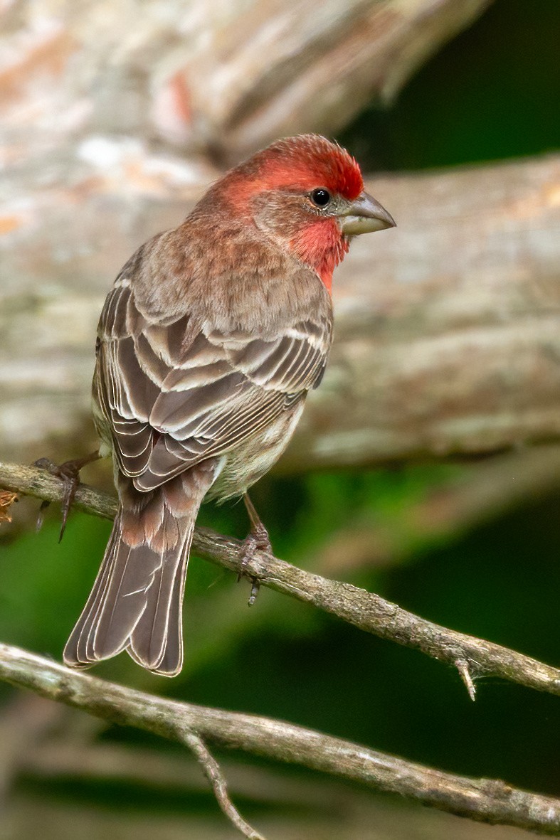 House Finch - George Holt