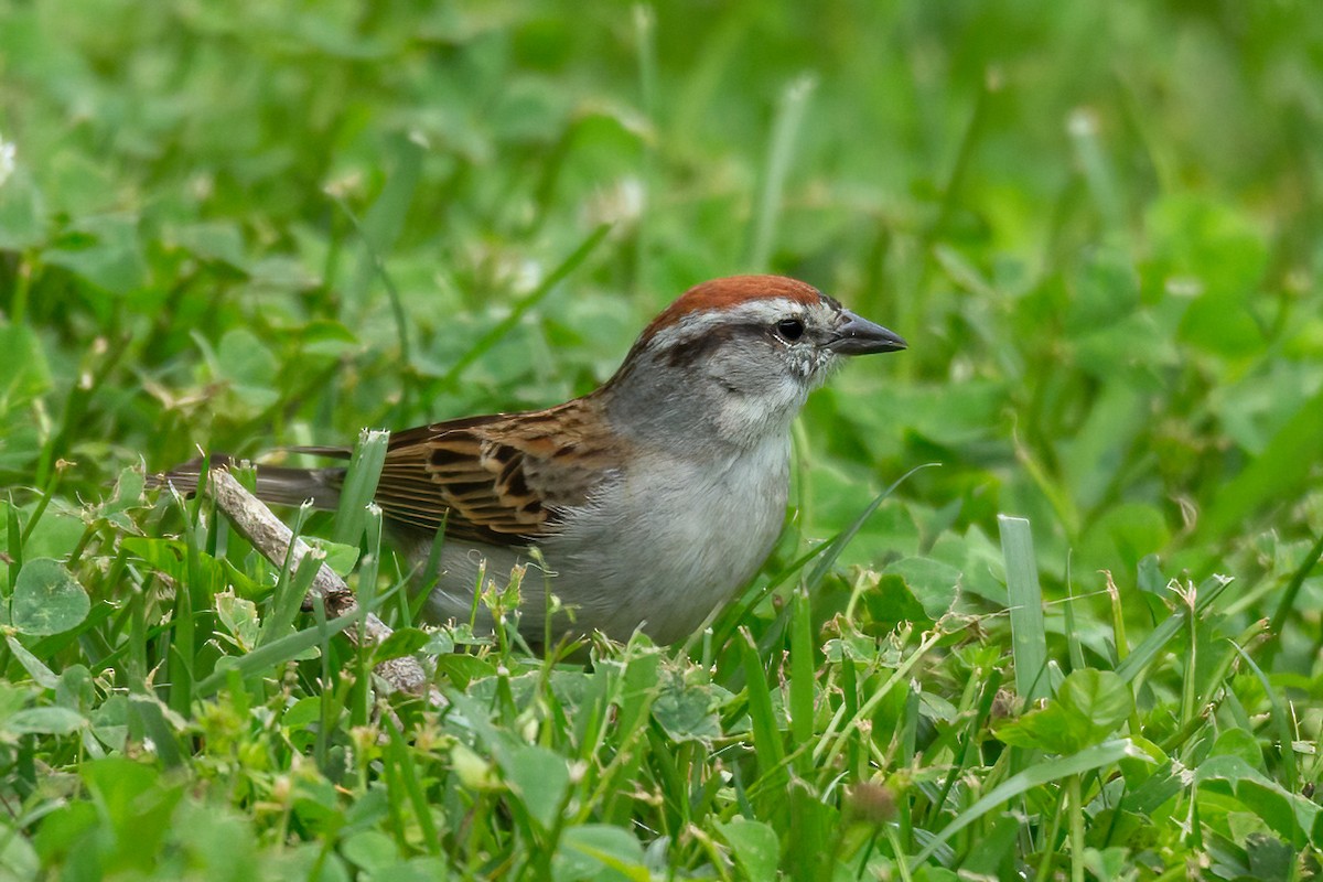 Chipping Sparrow - ML617895146