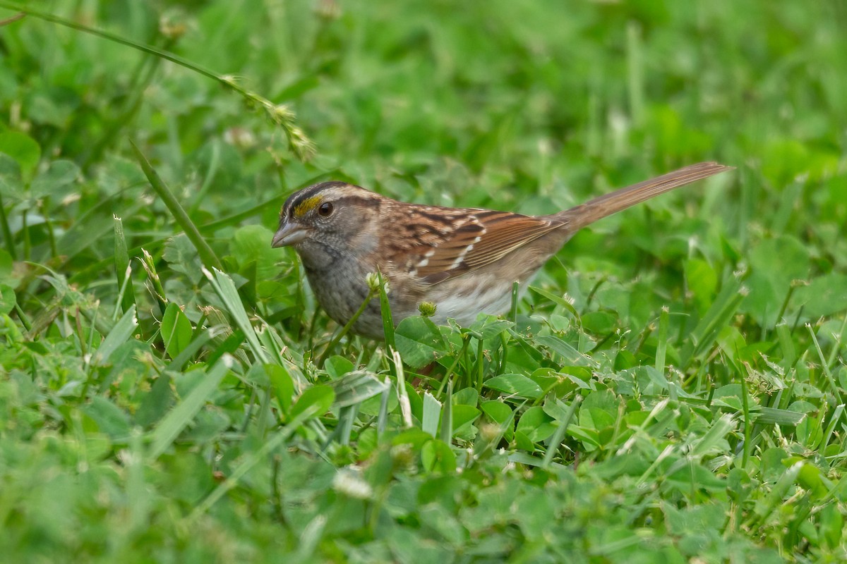 White-throated Sparrow - ML617895150
