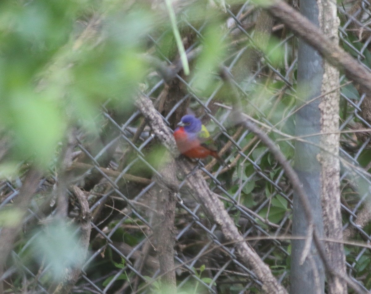 Painted Bunting - ML617895158